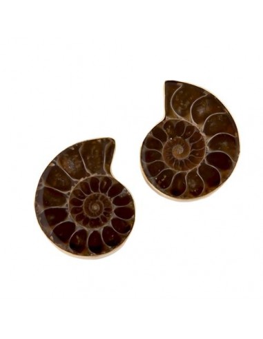 Alchemia Ammonite Post Earrings Pour